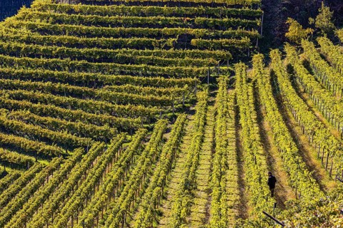 Vineyards below Lebenberg Castle, view from the Marlinger Waalweg