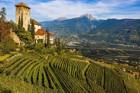 Lebenberg Castle above vineyards, Ifinger Peak in the background