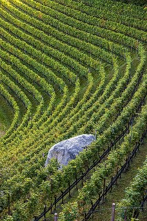 Boulders in the middle of vines, view from the Marlinger Waalweg