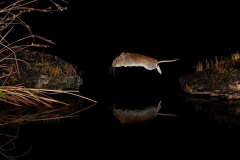 Bank vole,