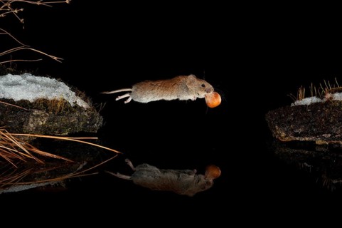 Bank vole,