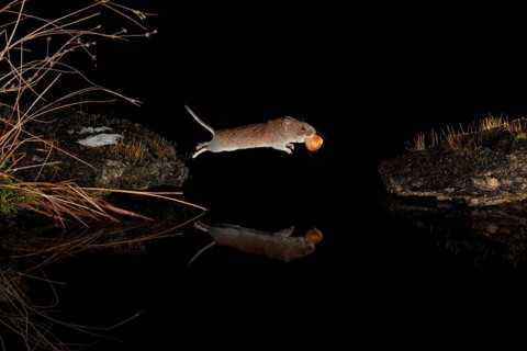 Bank vole,