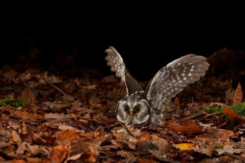 Tengmalm's owl,