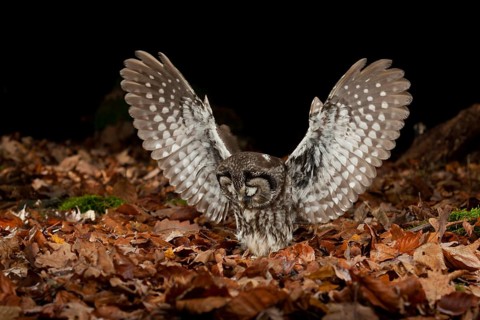 Tengmalm's owl,