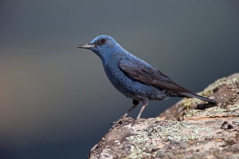 Blue Rock Thrush,