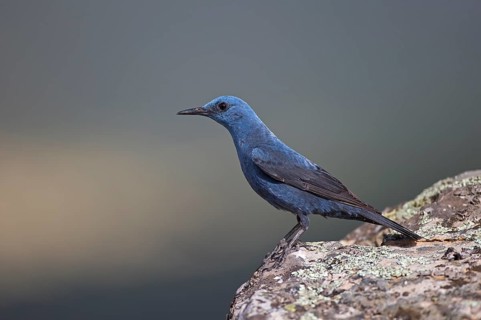 Blue Rock Thrush,