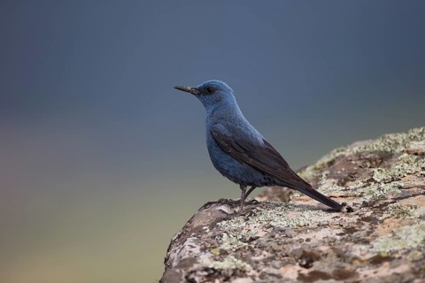 Blue Rock Thrush,