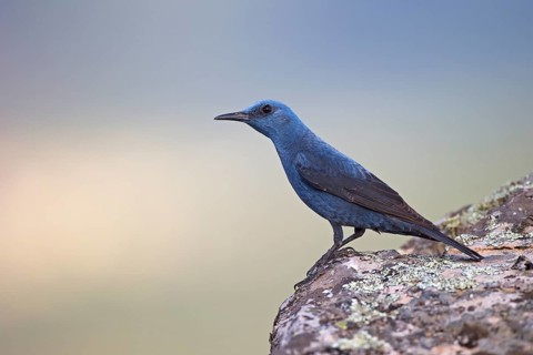 Blue Rock Thrush,