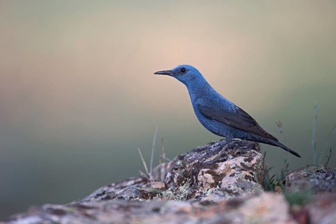Blue Rock Thrush,