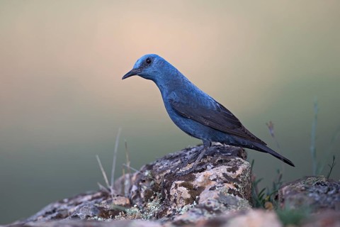 Blue Rock Thrush,