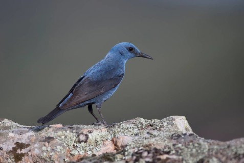 Blue Rock Thrush,