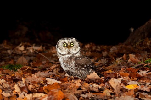 Tengmalm's owl,