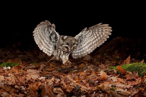 Tengmalm's owl,