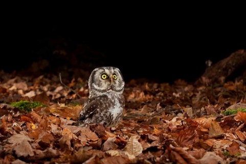 Tengmalm's owl,