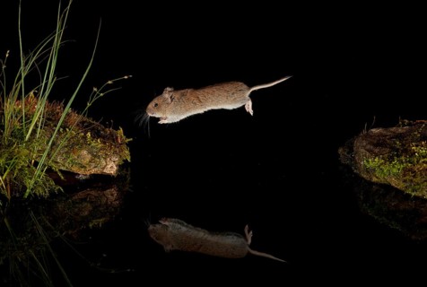 Bank vole,
