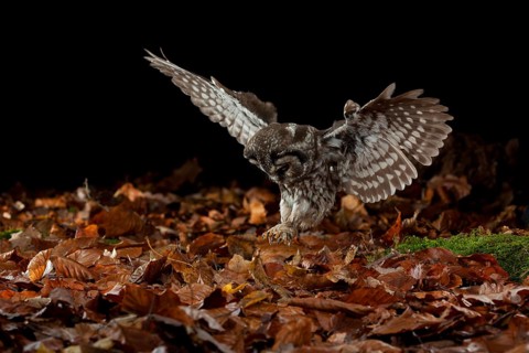Tengmalm's owl,
