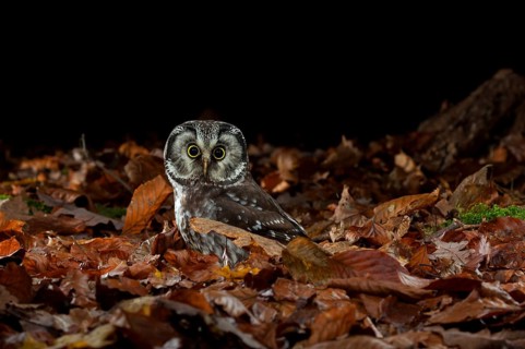 Tengmalm's owl,