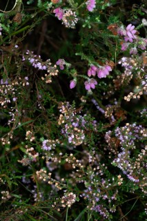 Common heather,