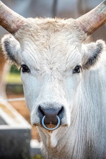 Hungarian Steppe Cattle or Hungarian Grey Cattle, Hungarian Szuerkemarha