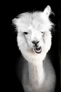 Funny white alpaca,