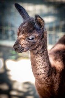 Brown alpaca,