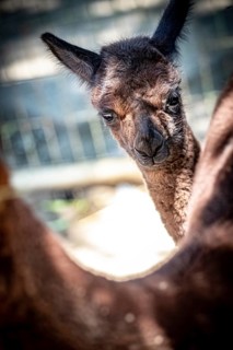 Cute brown alpaca,