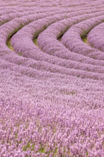 Lavender, purple flower