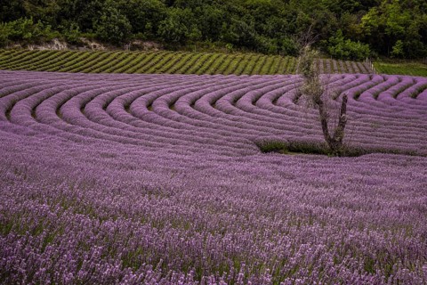 Lavender, purple flower