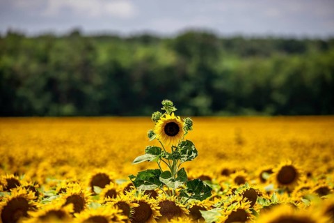 Sunflower,