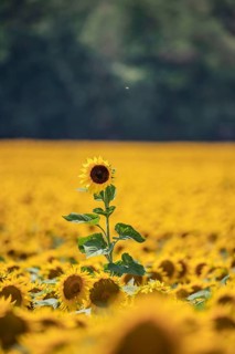 Sunflower,