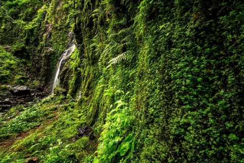Waterfall at a green moss-covered cliff, the Burgbach waterfall near Schapbach in the Black Forest