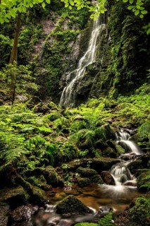 Waterfall with stream in the green forest, the Burgbach waterfall near Schapbach in the Black Forest