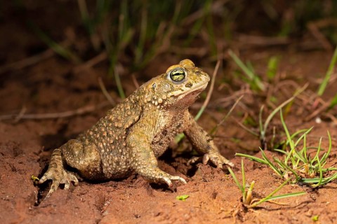 Natterjack toad,