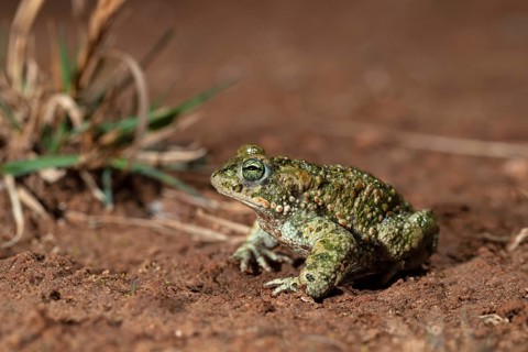 Natterjack toad,
