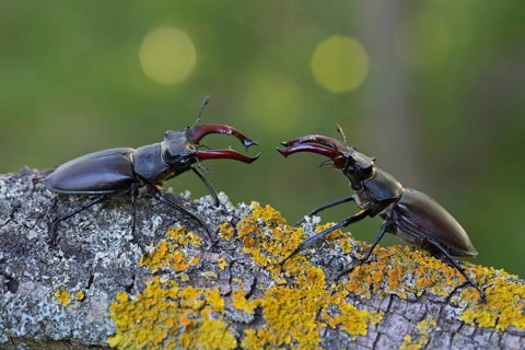 Stag beetle,