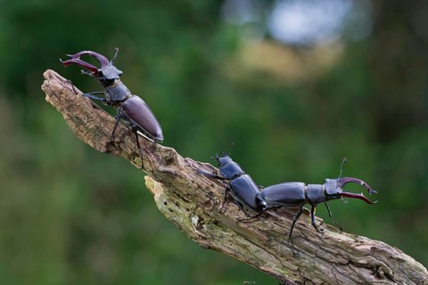 Stag beetle,