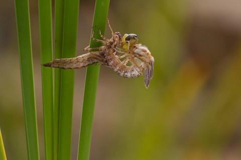 Southern hawker,