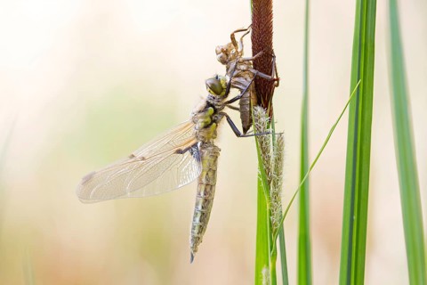 Four-spotted chaser,