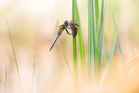 Four-spotted chaser,