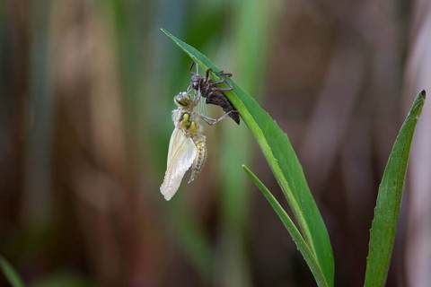Four-spotted chaser,