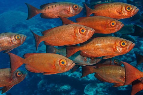 Shoal of common bigeye,
