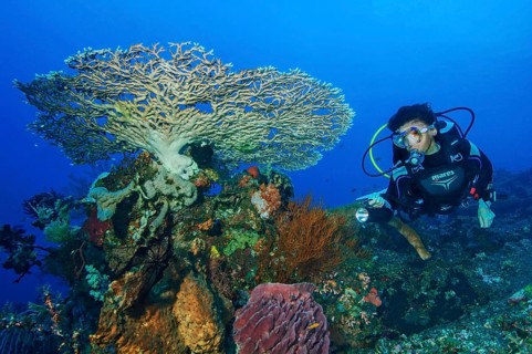 Diver diving swimming through coral reef looking at illuminated coral block with stony corals,