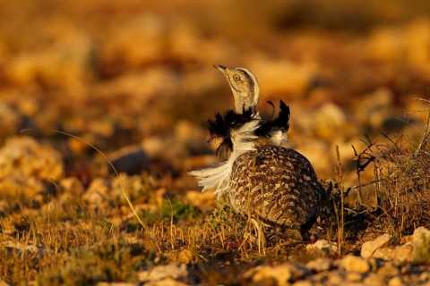 Cantilever Bustard,