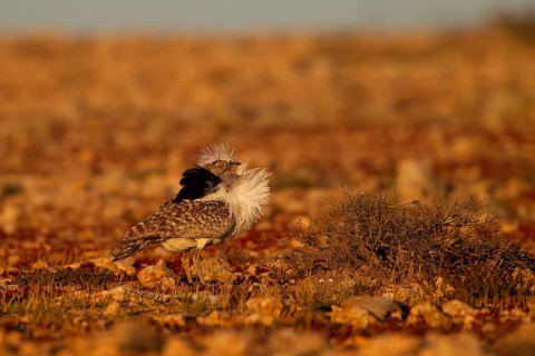 Cantilever Bustard,