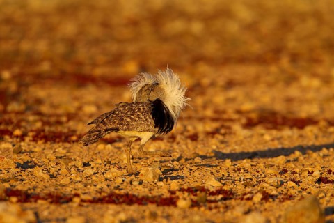 Cantilever Bustard,