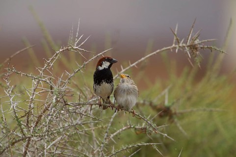 Spanish sparrow,