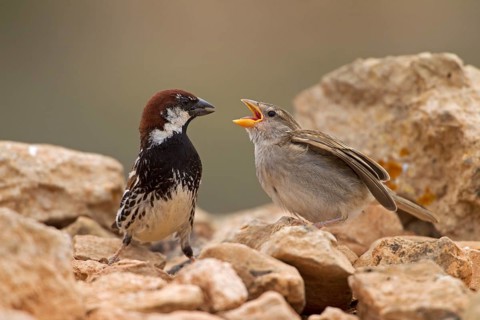 Spanish sparrow,