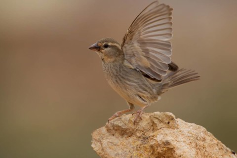 Spanish sparrow,