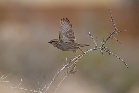 Spanish sparrow,