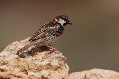 Spanish sparrow,